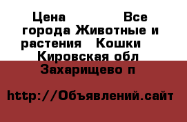 Zolton › Цена ­ 30 000 - Все города Животные и растения » Кошки   . Кировская обл.,Захарищево п.